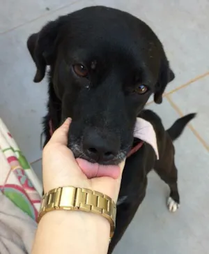 Cachorro raça SRD idade 7 a 11 meses nome Pretão
