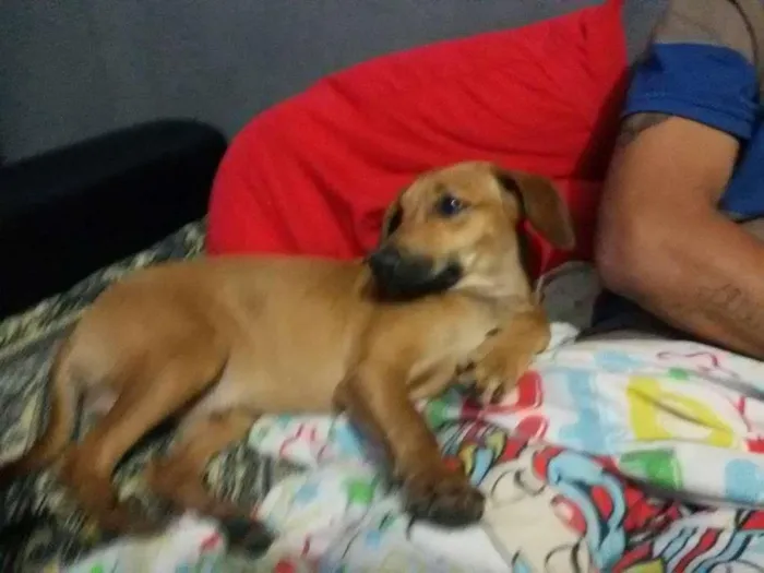 Cachorro ra a SRD idade 7 a 11 meses nome Twix