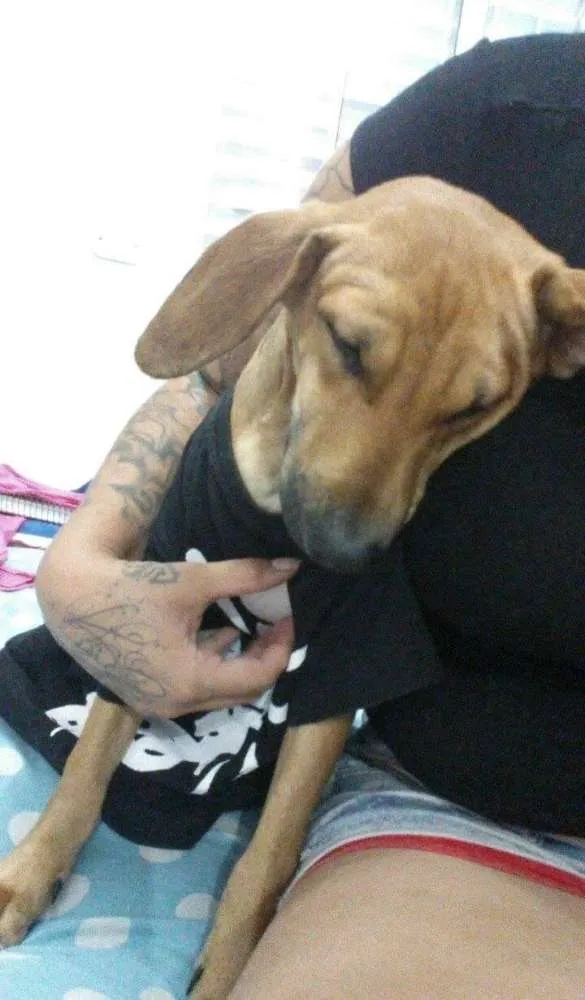 Cachorro ra a SRD idade 7 a 11 meses nome Twix