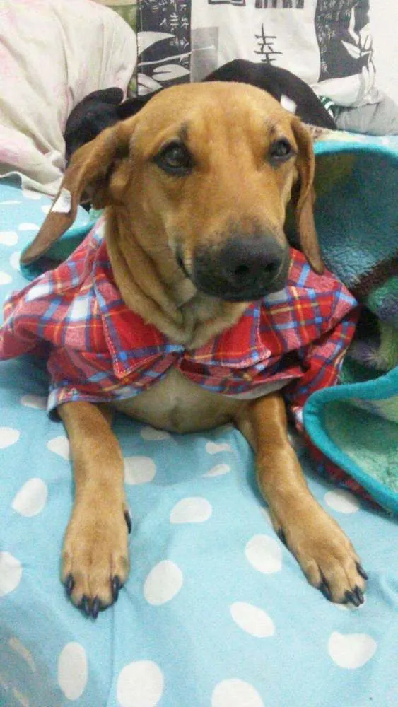 Cachorro ra a SRD idade 7 a 11 meses nome Twix