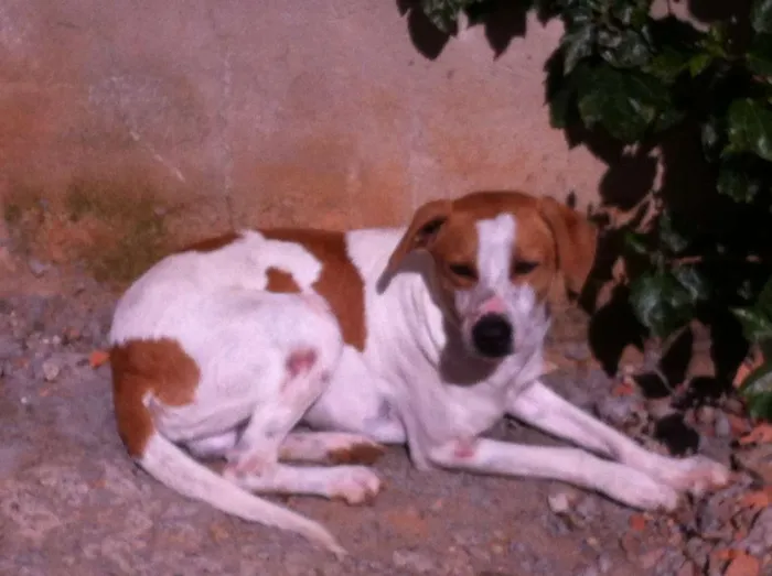 Cachorro ra a SRD idade 2 anos nome Johnny