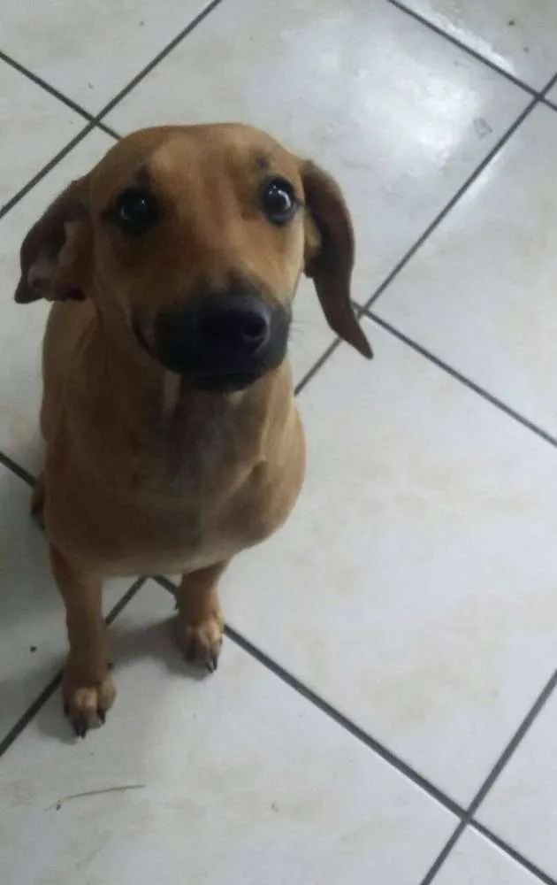 Cachorro ra a SRD idade 7 a 11 meses nome Twix