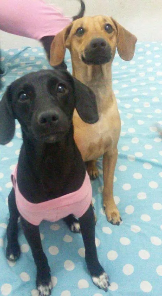 Cachorro ra a SRD idade 7 a 11 meses nome Twix