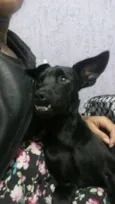 Dentinho
