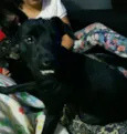Dentinho