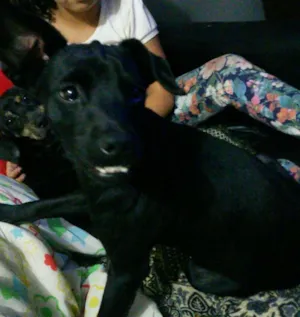 Cachorro raça SRD idade 7 a 11 meses nome Dentinho