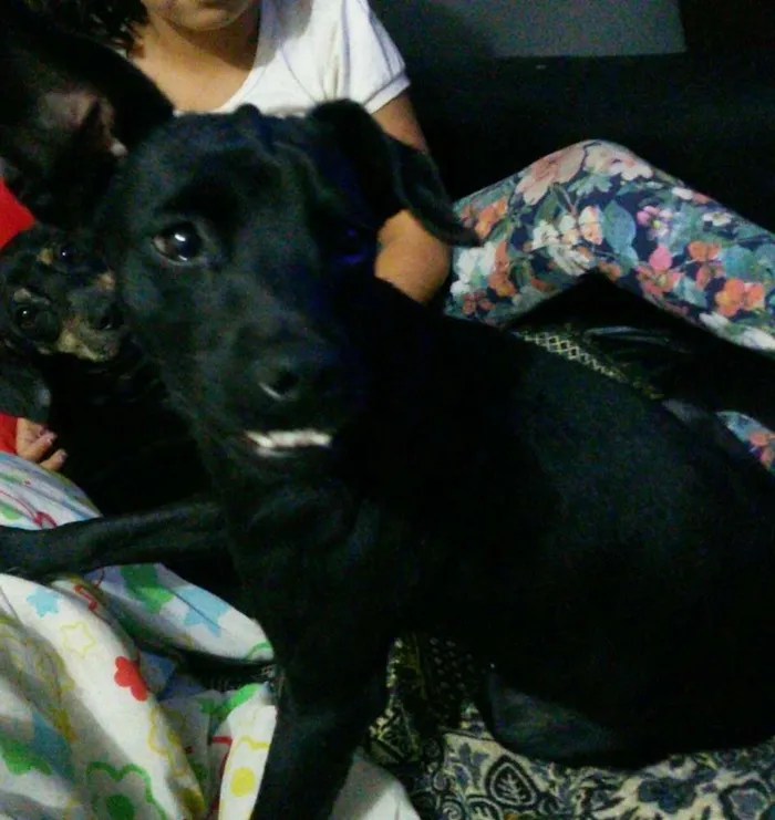 Cachorro ra a SRD idade 7 a 11 meses nome Dentinho
