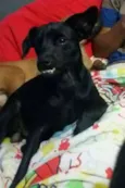 Dentinho