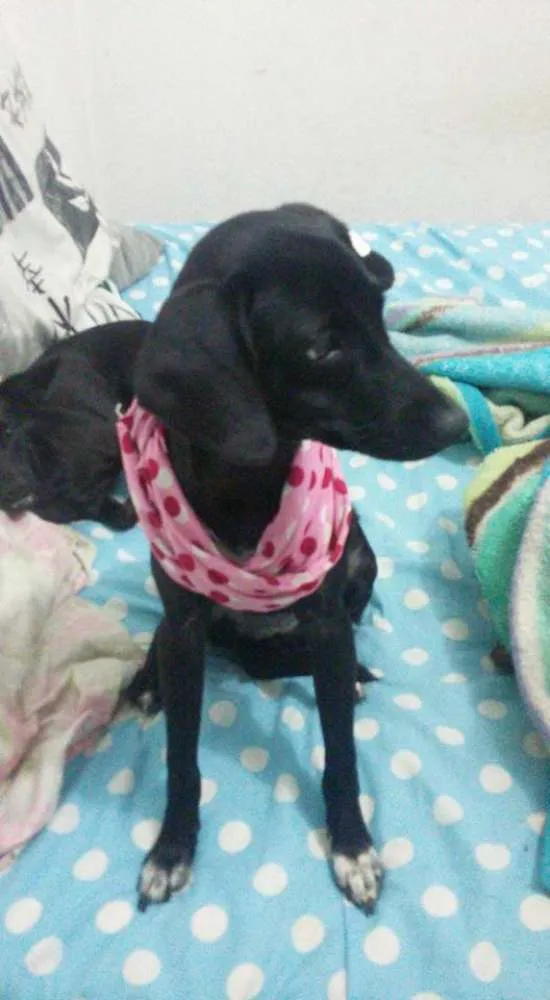 Cachorro ra a SRD idade 7 a 11 meses nome Pretinha