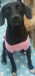 Pretinha