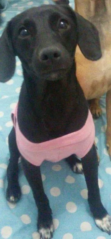 Cachorro ra a SRD idade 7 a 11 meses nome Pretinha
