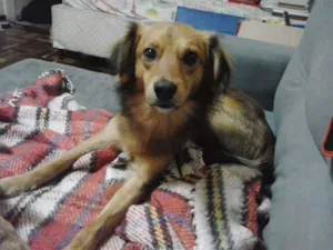 Cachorro raça SRD idade 2 anos nome Lobinho