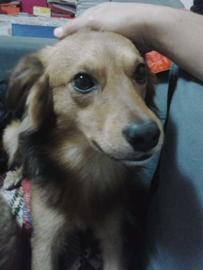 Cachorro raça SRD idade 2 anos nome Lobinho