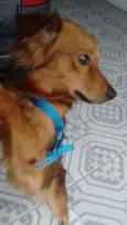 Lobinho