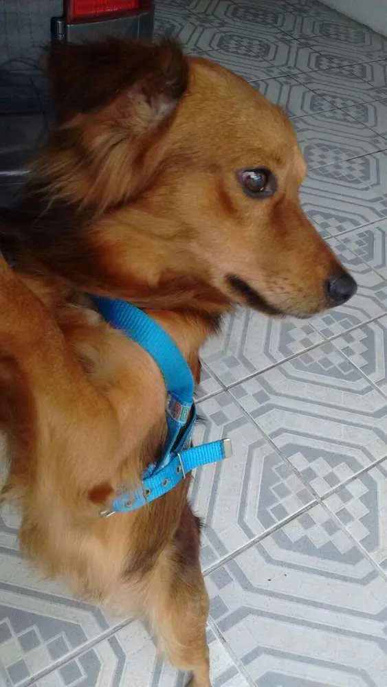 Cachorro raça SRD idade 2 anos nome Lobinho