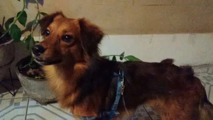 Cachorro raça SRD idade 2 anos nome Lobinho