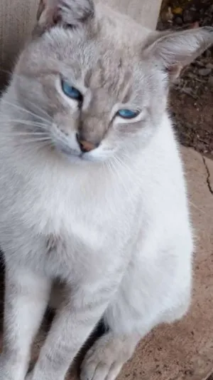 Gato raça SRD idade 2 anos nome Azul