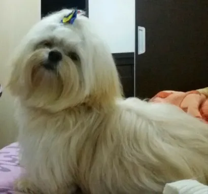 Cachorro raça Lhasa ar  idade 1 ano nome Thor