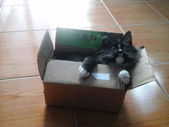 Gato ra a SRD idade 2 a 6 meses nome Skye