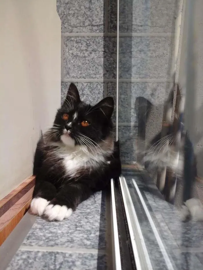Gato ra a SRD idade 2 a 6 meses nome Skye