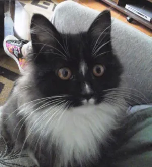Gato raça SRD idade 2 a 6 meses nome Skye