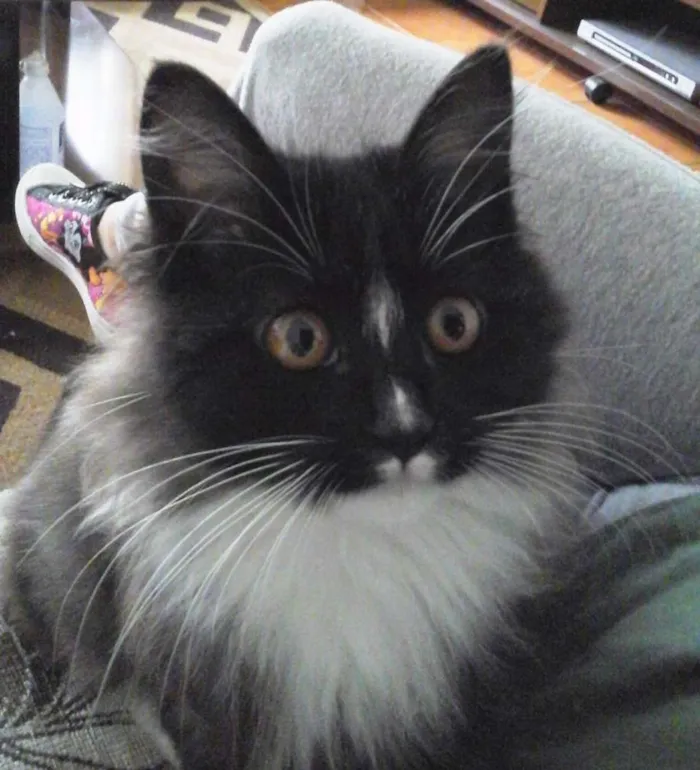 Gato ra a SRD idade 2 a 6 meses nome Skye