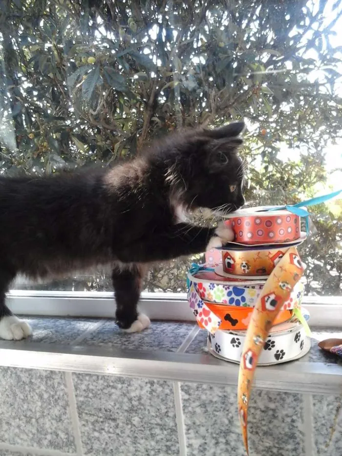 Gato ra a SRD idade 2 a 6 meses nome Skye