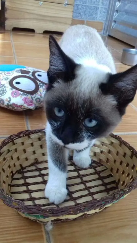 Gato ra a SRD idade 2 a 6 meses nome Iô - Iô