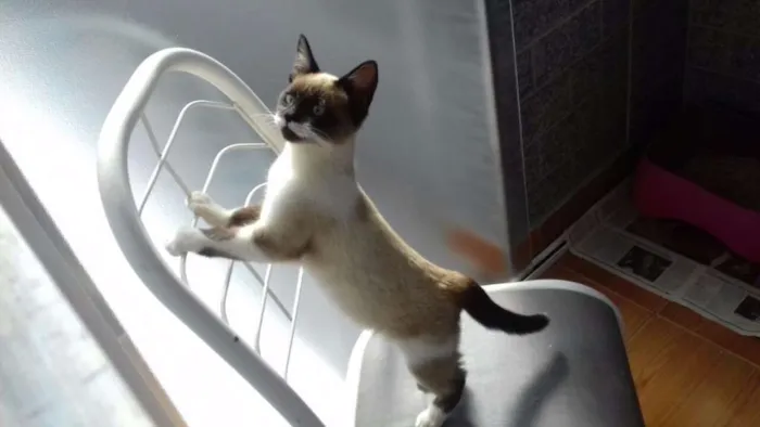 Gato ra a SRD idade 2 a 6 meses nome Iô - Iô