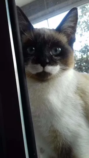 Gato raça SRD idade 2 a 6 meses nome Iô - Iô