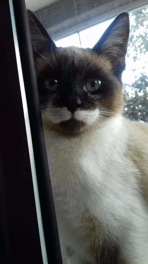 Gato ra a SRD idade 2 a 6 meses nome Iô - Iô