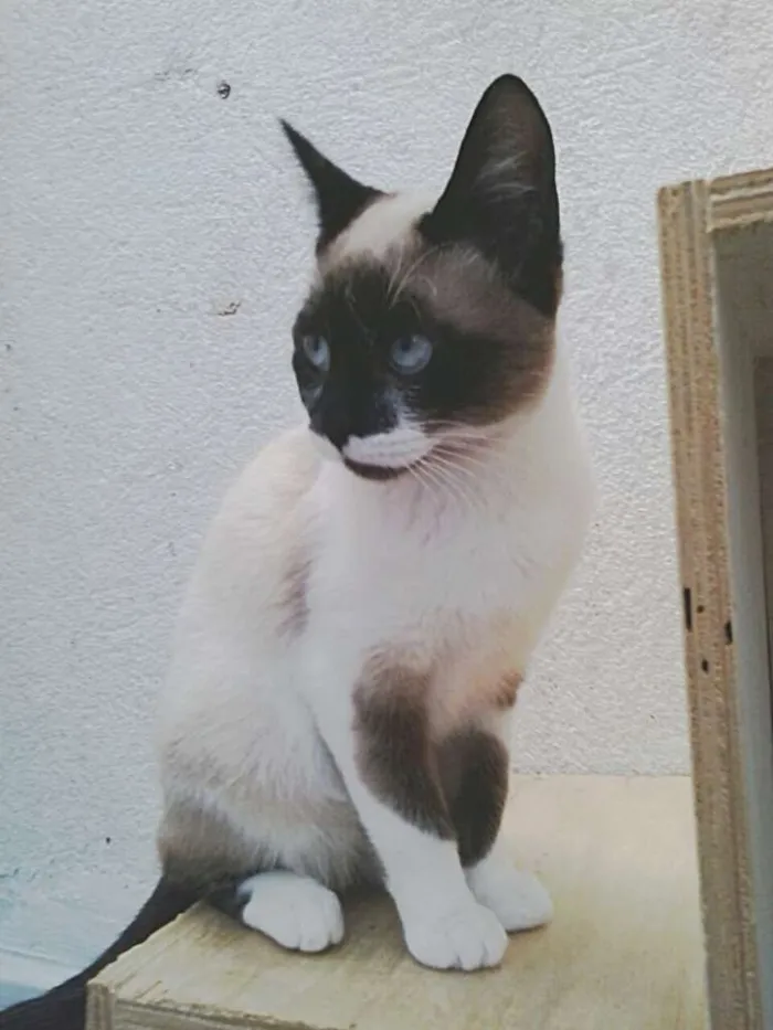 Gato ra a SRD idade 2 a 6 meses nome Iô - Iô