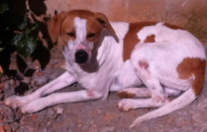 Cachorro ra a SRD idade 2 anos nome Johnny