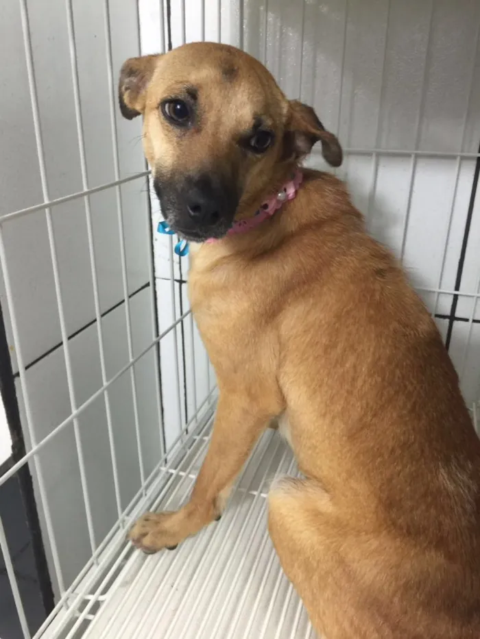 Cachorro ra a SRD idade 3 anos nome Soninho