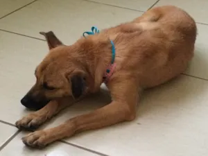 Cachorro raça SRD idade 3 anos nome Soninho