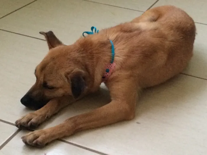 Cachorro ra a SRD idade 3 anos nome Soninho