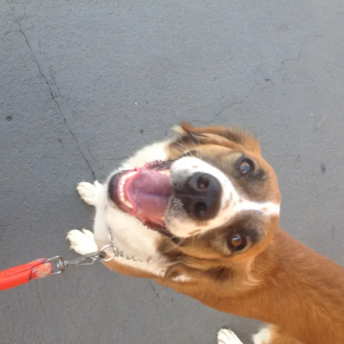 Cachorro ra a SRD idade 2 anos nome Rebecca