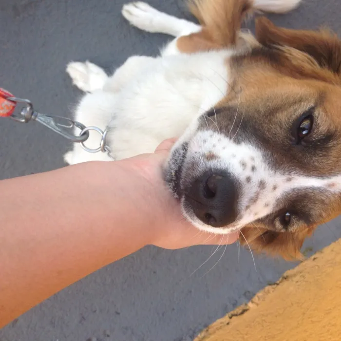 Cachorro ra a SRD idade 2 anos nome Rebecca