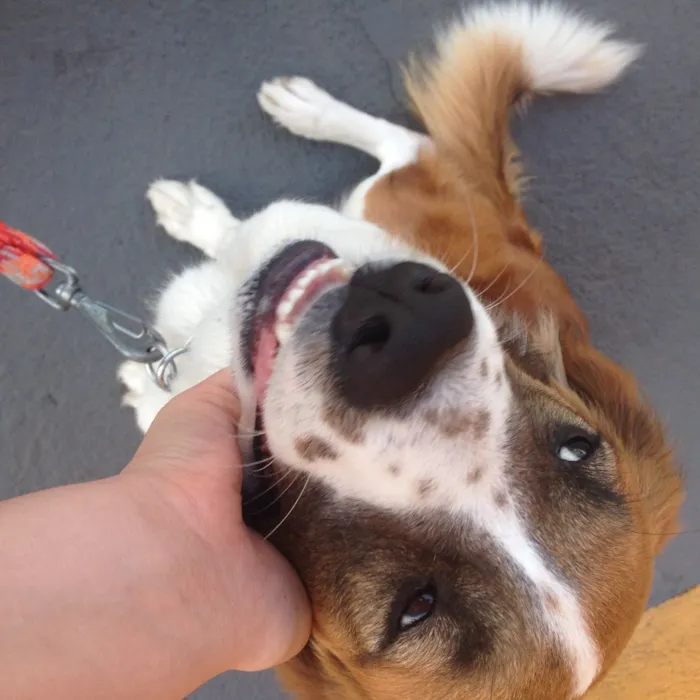 Cachorro ra a SRD idade 2 anos nome Rebecca