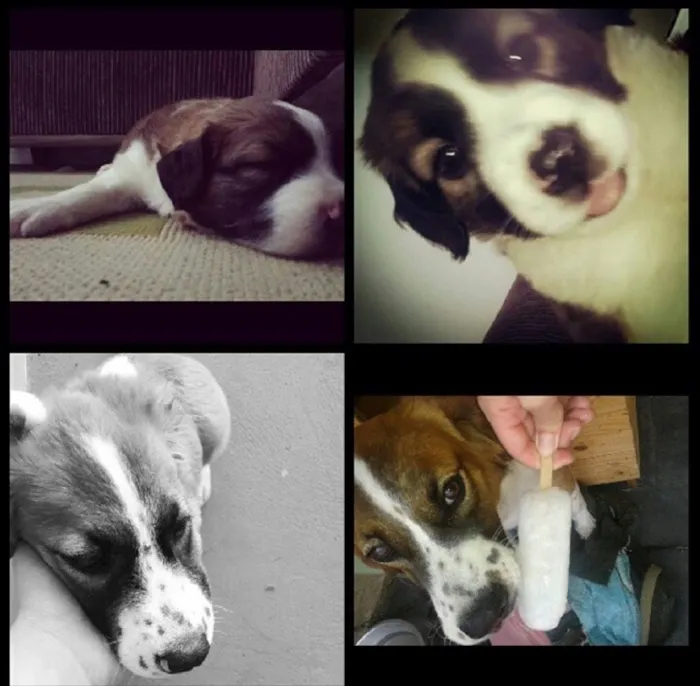 Cachorro ra a SRD idade 2 anos nome Rebecca