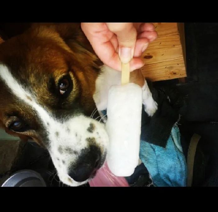 Cachorro ra a SRD idade 2 anos nome Rebecca