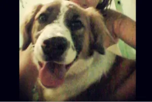 Cachorro raça SRD idade 2 anos nome Rebecca