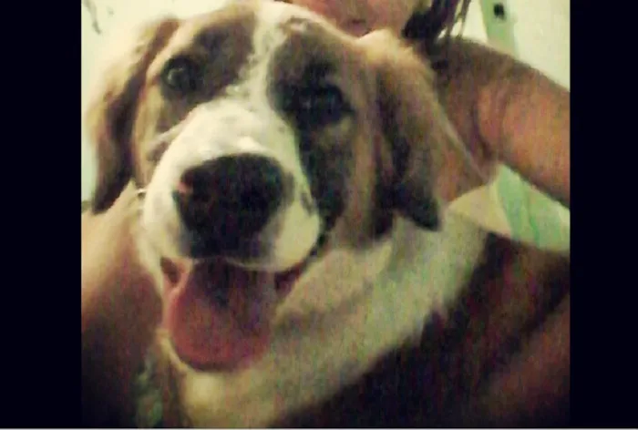 Cachorro ra a SRD idade 2 anos nome Rebecca