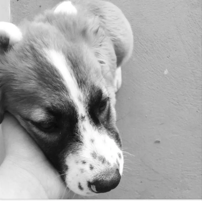 Cachorro ra a SRD idade 2 anos nome Rebecca