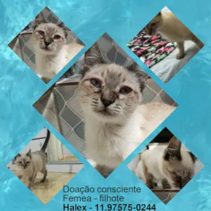 Gato raça  idade Abaixo de 2 meses nome Nina