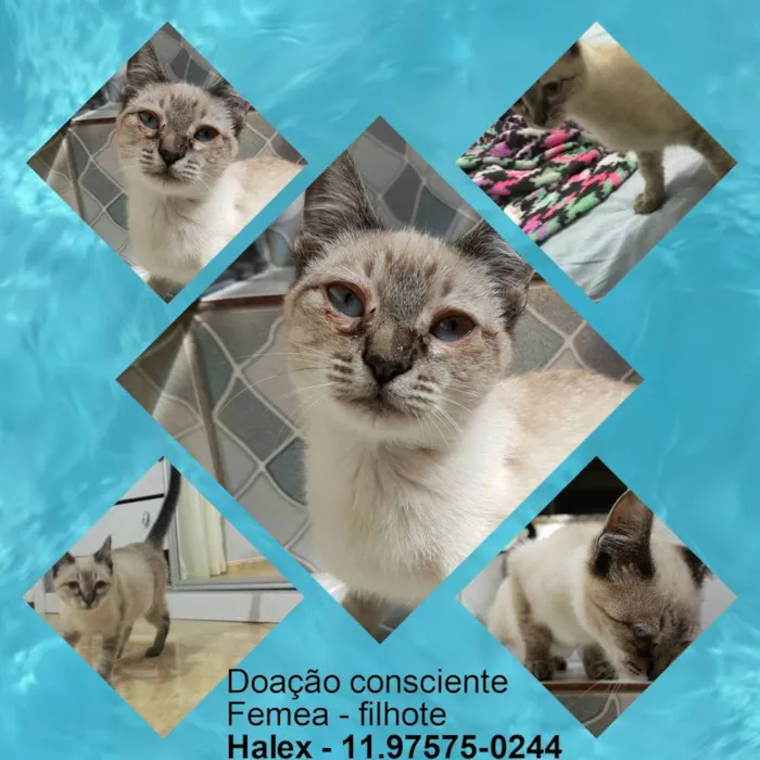 Gato ra a  idade Abaixo de 2 meses nome Nina