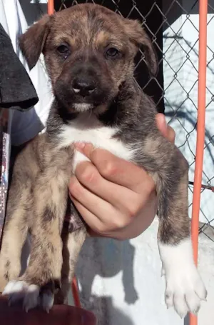 Cachorro raça SRD idade 2 a 6 meses nome Lady  Puppy e Pipoca