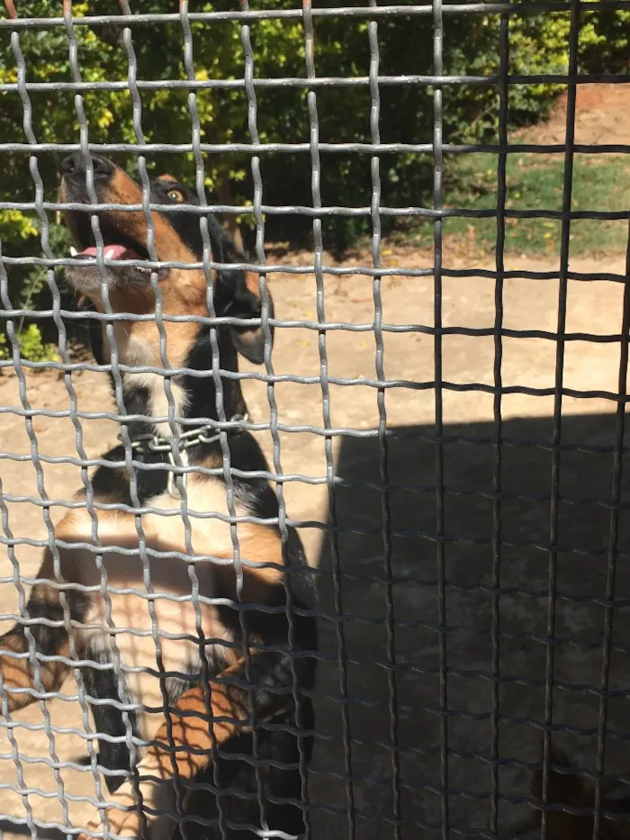Cachorro ra a Indefinida idade 2 a 6 meses nome Sila