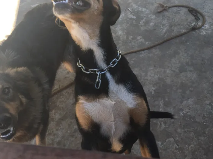 Cachorro ra a Indefinida idade 2 a 6 meses nome Sila