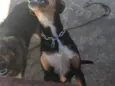 Sila